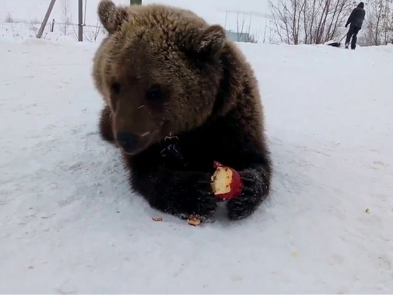 Медведь кушает